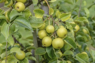 Nashi pear (Pyrus pyrifolia 'Nijisseiki'), Bundessortenamt Prüfstelle Wurzen, Wurzen, Saxony,