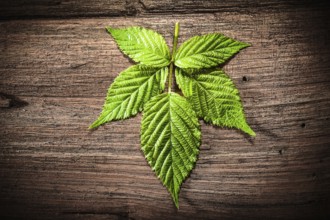 Green leaf on old wooden background
