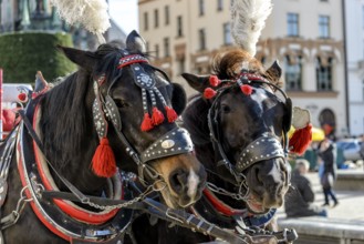 Horses with a carriage on the main square of Krakow in Poland