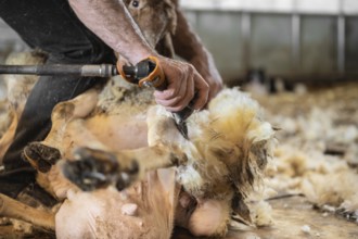 Sheep wool shearing by farmer. Shearing the wool from sheep