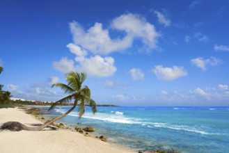 Akumal coconut palm tree beach in Riviera Maya of Mayan Mexico