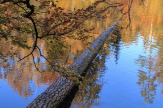 Autumn picture, tree trunk in the lake, Stuttgart lakes