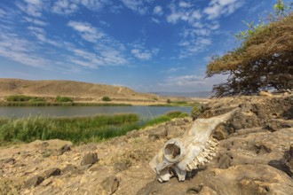 Landscape, Oman, Wadi Darbat, Khor Rori, Khawr Rawri, Mountain, Reeds, Rock, Stone, Skull,