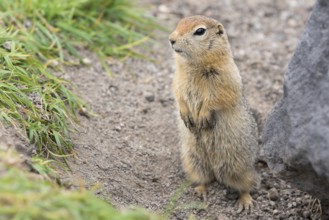 Curious arctic ground squirrel, carefully looking so as not to fall into jaws of predatory beasts.