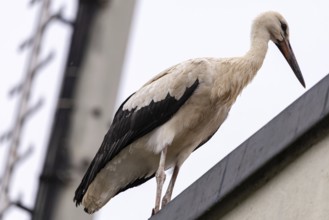 A young stork stands on a roof and looks down, Straubing, Lower Bavaria