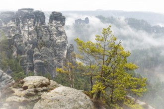 Rocky landscape in the Basteige area of Saxon Switzerland 3