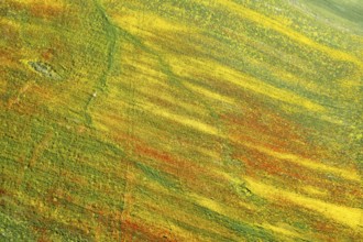 Drone aerial photo of field with yellow blooming marguerite and red poppy flowers. Spring landscape