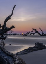 Sunrise landscape with sun low over the horizon on a beach with dead trees and driftwood