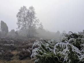 Heath landscape in winter, nature reserve in northern Germany