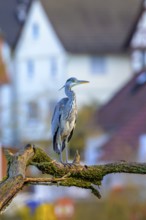 A grey heron (Ardea cinerea) sitting on a branch in front of blurred houses in the background,