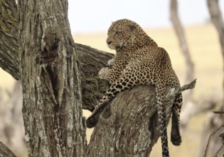 A Leopard in a Tree (Panthera pardus), Serengeti National Park, Tanzania, East Africa, Africa