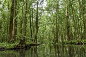 Landscape with watercourses and forest in the Spreewald in Brandenburg in Germany