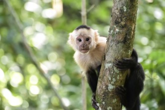 Capuchin coffee