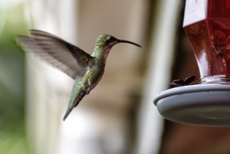 Hummingbird