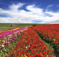 Bright festive red blooming field of buttercups. Cloudy and windy spring day