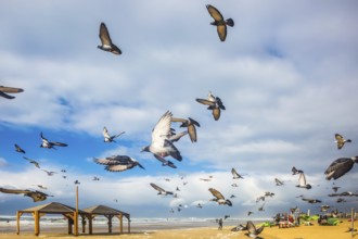 Flock of pigeons it is noisy departs from sandy beach. The windy January day in the Mediterranean