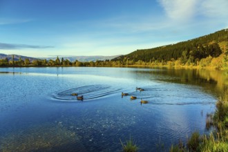 Huge quiet lake on the way to Queenstown. Flock of wild ducks swims in smooth, calm water. Early