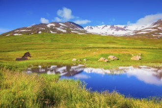 Summer Iceland. Small lake among fields of green grass. At the water resting beautiful Icelandic