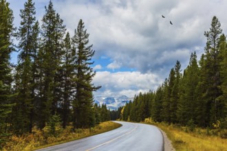 Cloudy fall day in the Canadian Rockies. Great road crosses the Canadian Rockies. Sunset. Evergreen