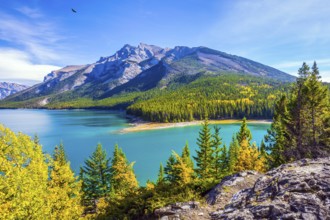 The lake with turquoise water is surrounded by coniferous forests. Lake Two Jack in the Rocky