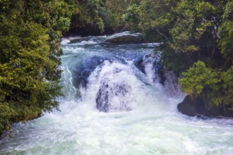 Seething powerful waterfall among a dense forest. Fabulous faraway country. The North Island of New