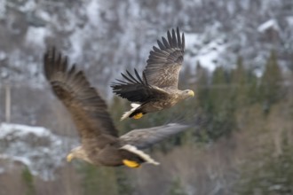 White-tailed eagle (Haliaeetus albicilla), Lofoten, Norway, Europe