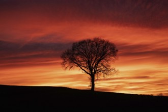 Sunset tree in front of a reddish sky