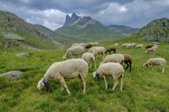 Flock of sheep in the meadows of Portalet, Ayous lakes tour, Pyrenees National Park, Pyrenees