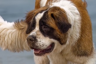 St. Bernard dog on the beach lake Michigan