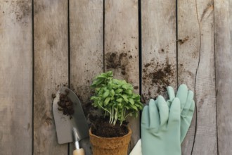Gardening hobby concept. Plant in eco pot, shovel and gloves on wooden background.