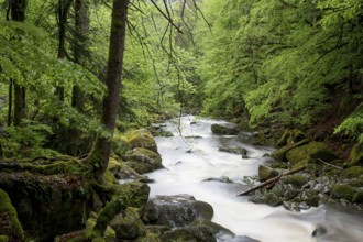 Buchberger Leite, Bavaria, Germany, Europe