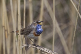 Bluethroat, Luscinia svecica, bluethroat