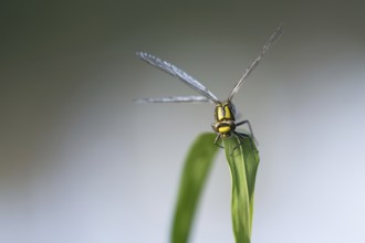 Common Club-tail (Gomphus vulgatissimus)
