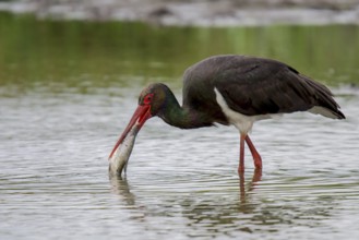 Black stork at the feeding site