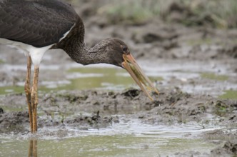 Young black stork foraging for food