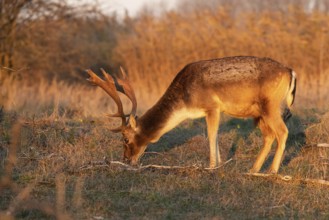 Fallow deer (Dama dama)