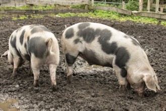 Two Bunte Bentheim black pieds foraging for food