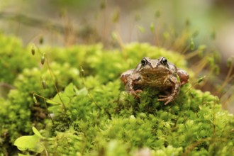 Moor frog (Rana arvalis)