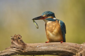 Kingfisher (Alcedo atthis)