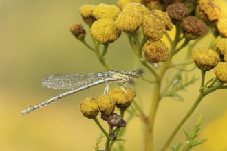 White-legged damselfly (Platycnemis pennipes)