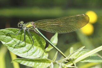 Odonates (Odonata), blurred background, North Rhine-Westphalia, Germany, Europe