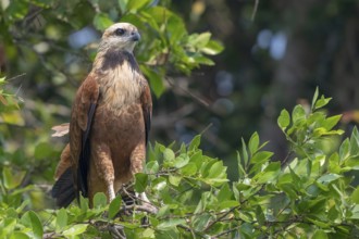 Fish Buzzard (Busarellus nigricollis), Pantanal, inland, wetland, UNESCO Biosphere Reserve, World