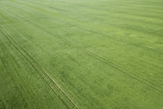 Aerial green wheat field. Aerial view large green field