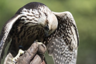 A picture of a beautiful hawk