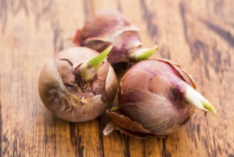 Tree onions, topsetting onions, walking onions or Egyptian onions Allium proliferum