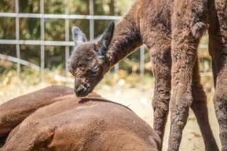 Portrait of a brown alpaca baby, Vicugna pacos, in the zoo. Big eyes, soft fur, animal in the zoo