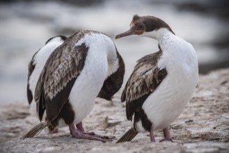 Blue-eyed Cormorant (Phalacrocorax atriceps), also Imperial shag, young birds grooming their
