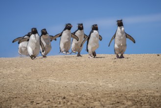 Rockhopper penguins (Eudyptes chrysocome) on the way to their colony, Pebble Island, Falkland