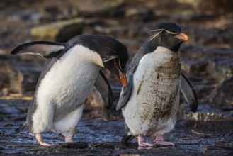 Rockhopper penguins at a water source, Bleaker Island, Falkland Islands, Great Britain, South