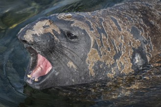 Male Southern elephant seal (Mirounga leonina) threatens, Bleaker Island, Falkland Islands, Great